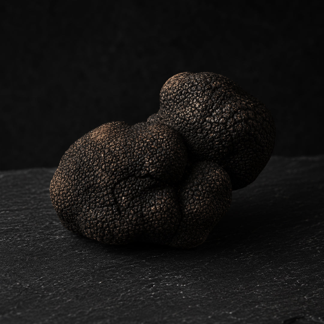 Fresh Smooth Black Truffle Macrosporum