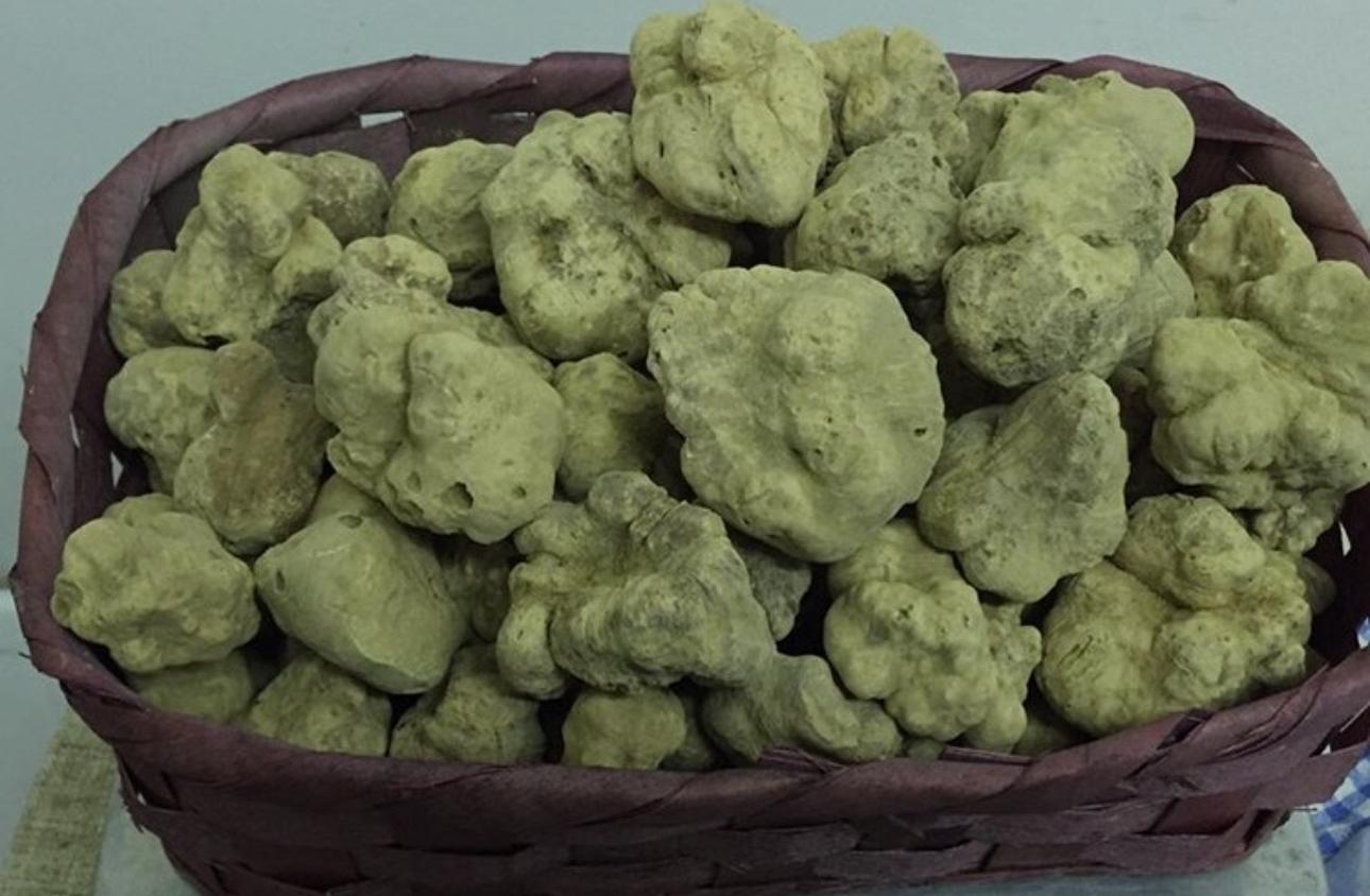 White Truffles For Dog Training