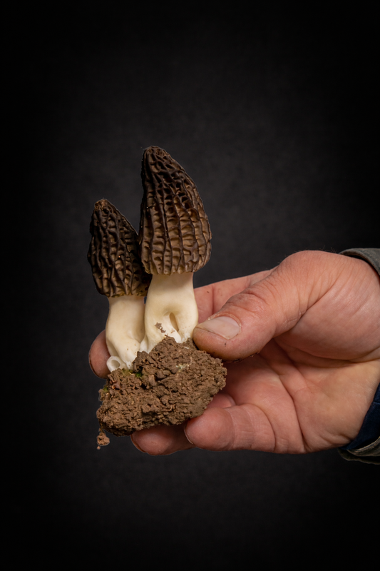 Morel Mushrooms