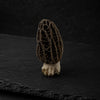 Morel Mushrooms
