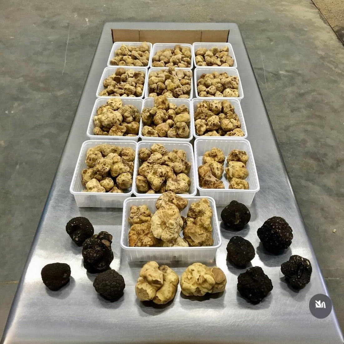 White Truffle vs Black Truffle: What’s the Difference?
