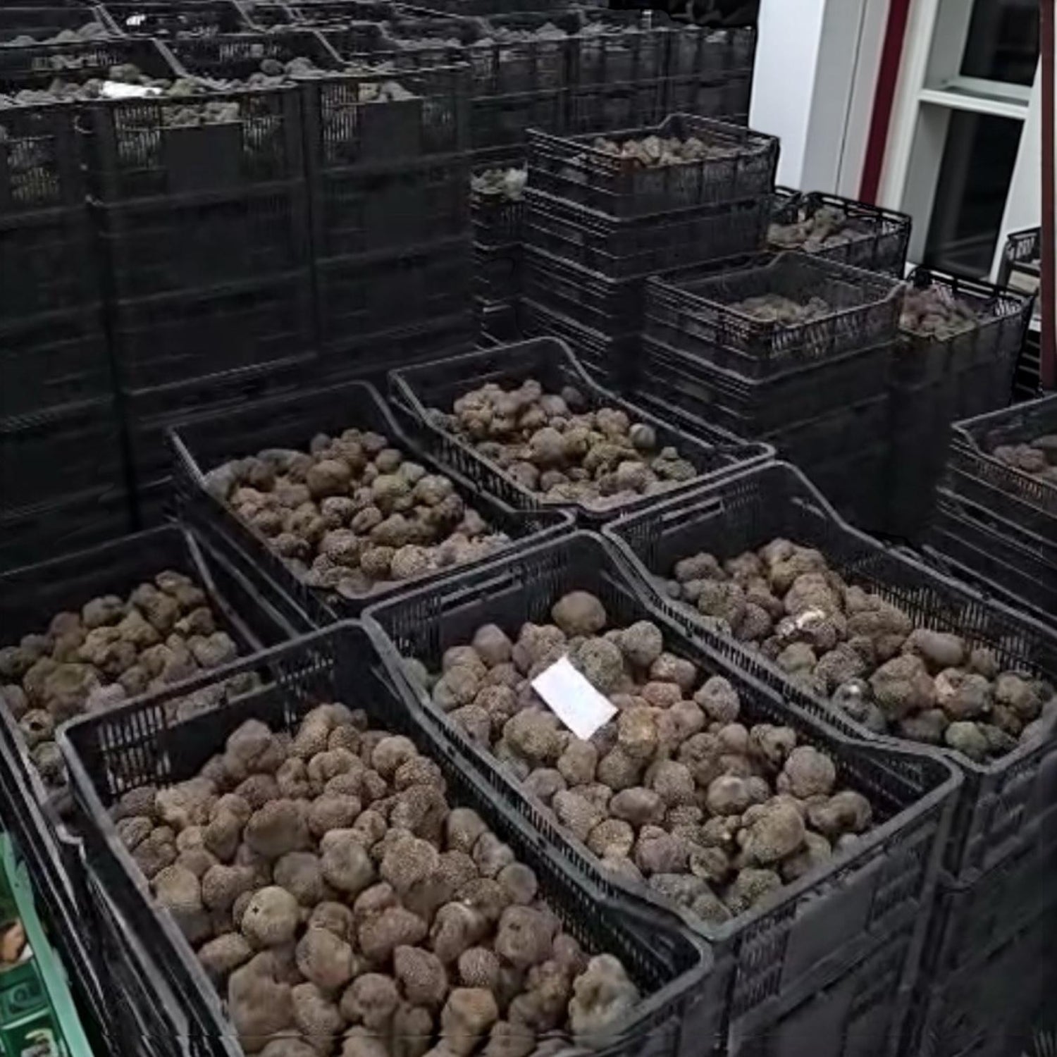 How to Buy Fresh Truffles Online (The Complete 2026 Guide)