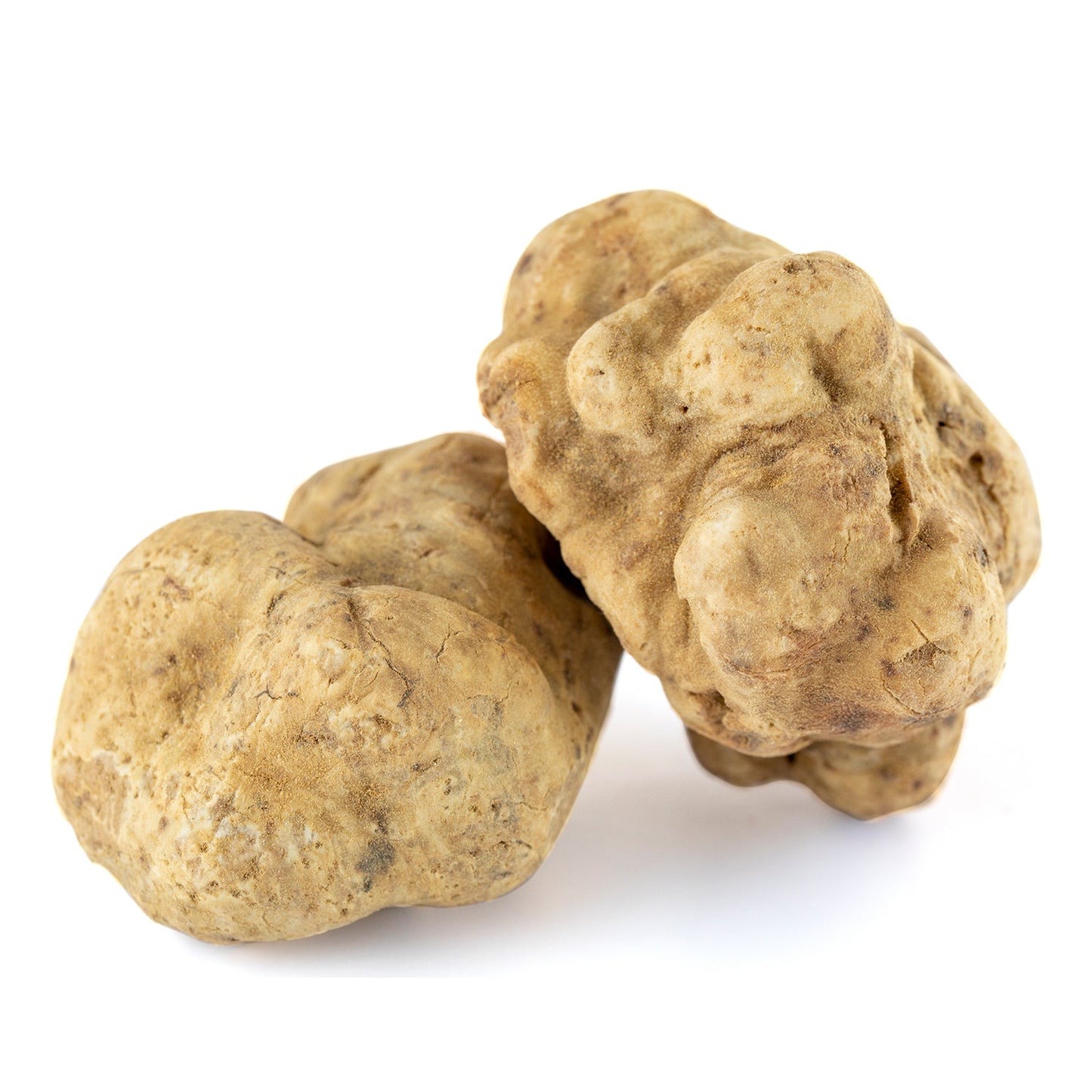 Fresh White Truffle - Tuber Magnatum