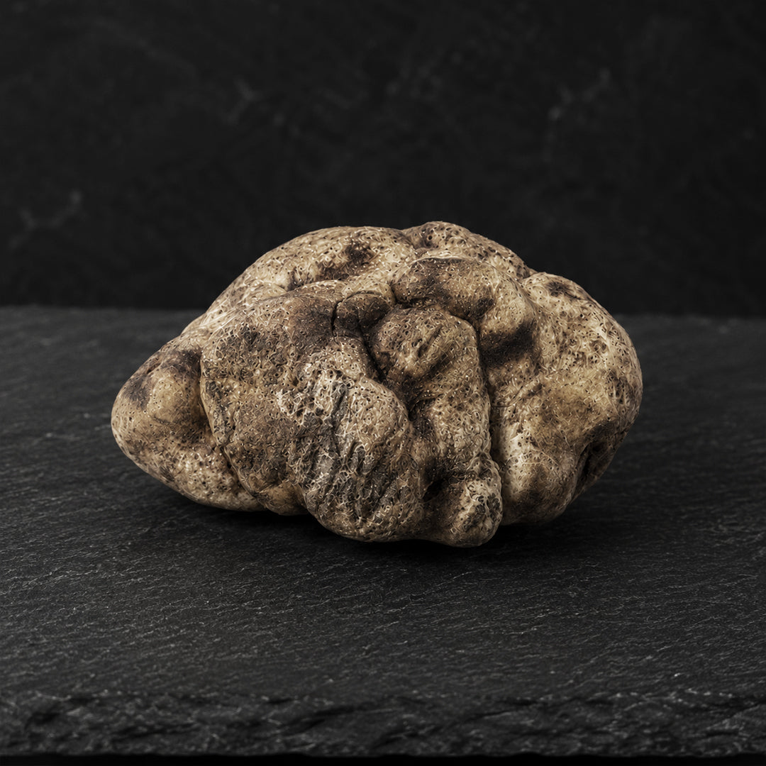 Fresh White Bianchetto truffles Tuber Borchii