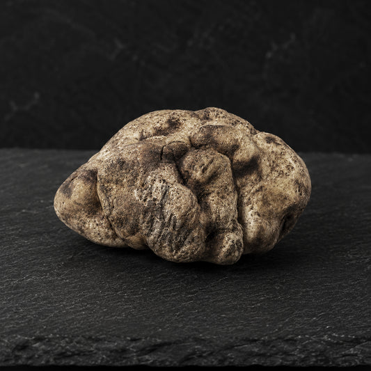 Fresh White Bianchetto truffles Tuber Borchii