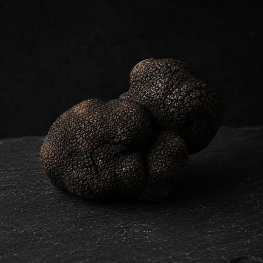 Fresh Smooth Black Truffle Macrosporum