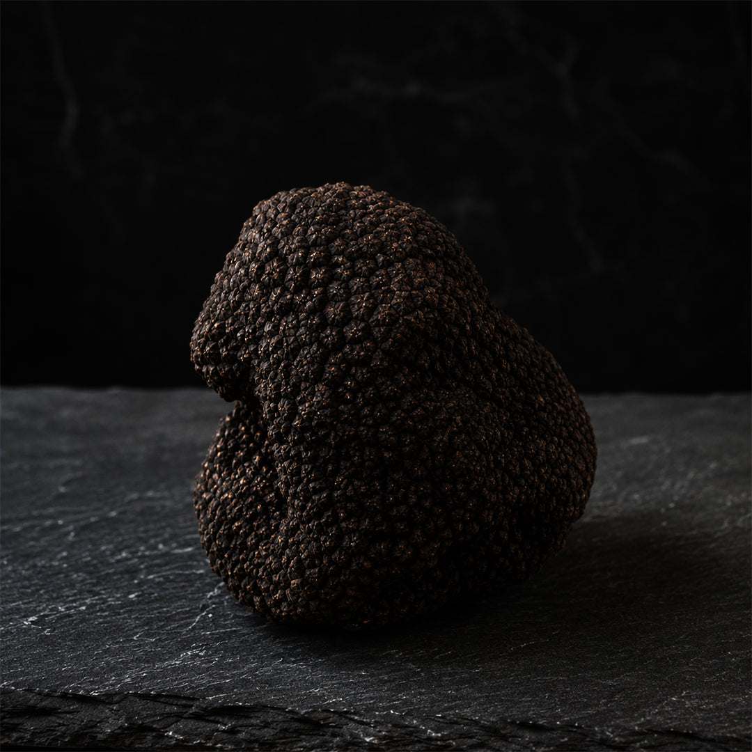 Fresh Summer Truffle - Tuber Aestivum
