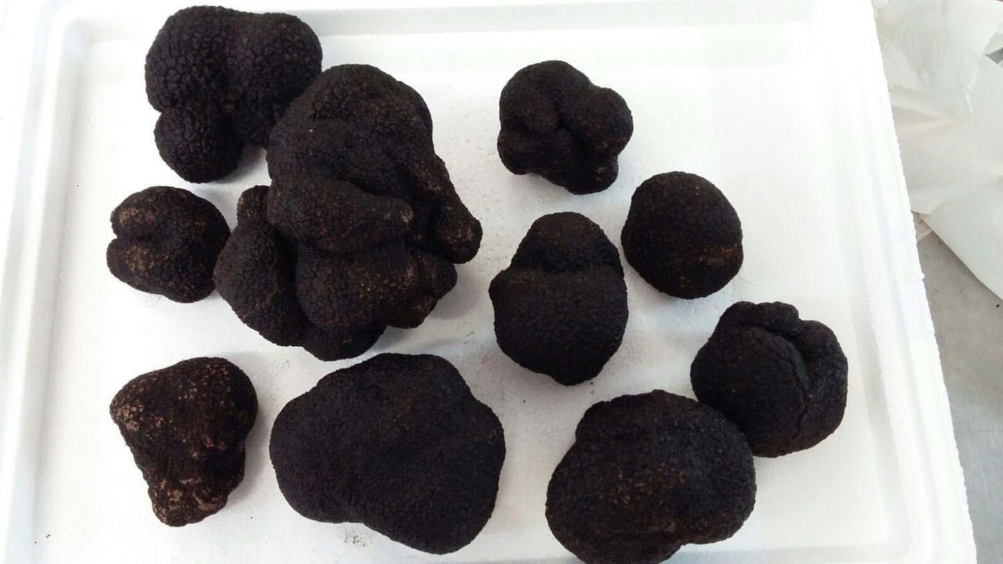Black Truffles For Dog Training