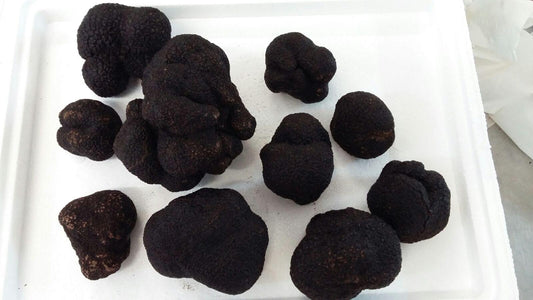 Black Truffles For Dog Training