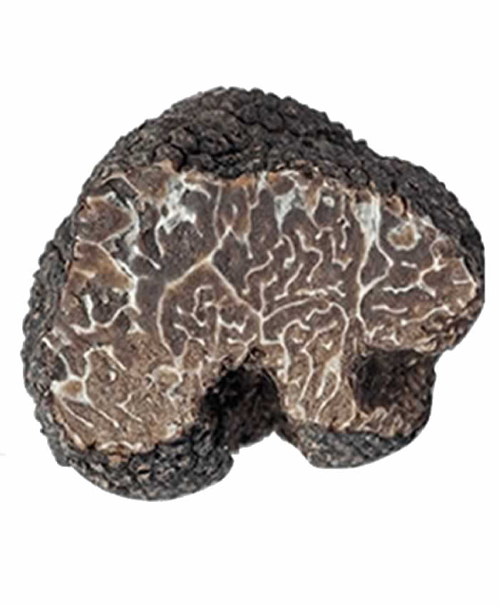 Fresh black musky truffles Brumale