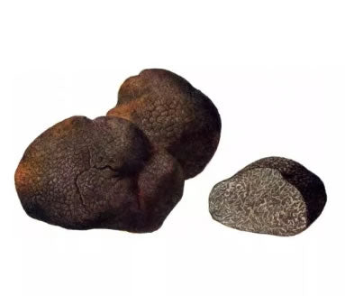 Fresh Smooth Black Truffle Macrosporum