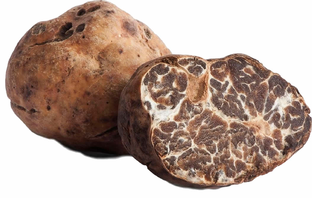 Fresh White Bianchetto truffles Tuber Borchii