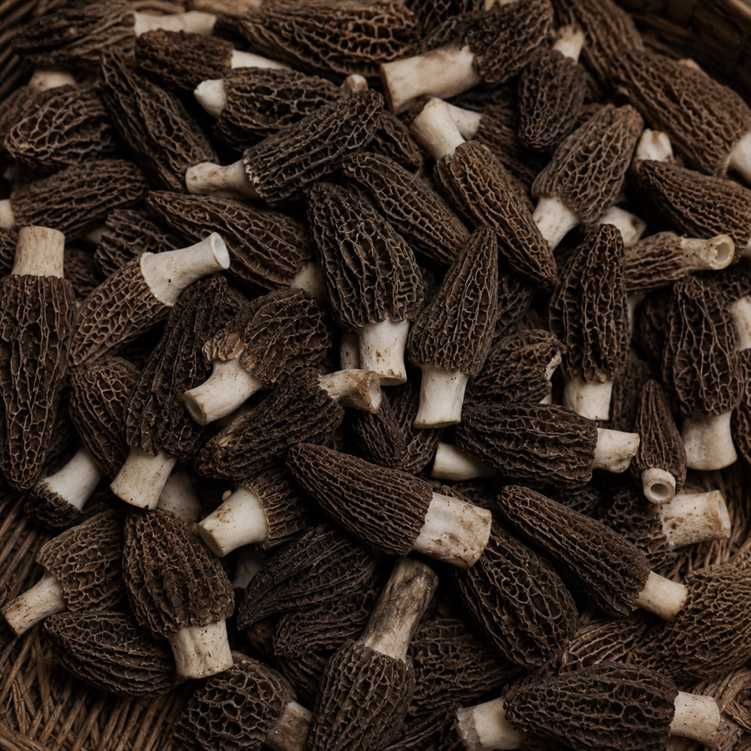 Morel Mushrooms