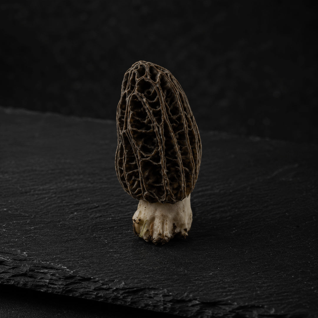 Morel Mushrooms