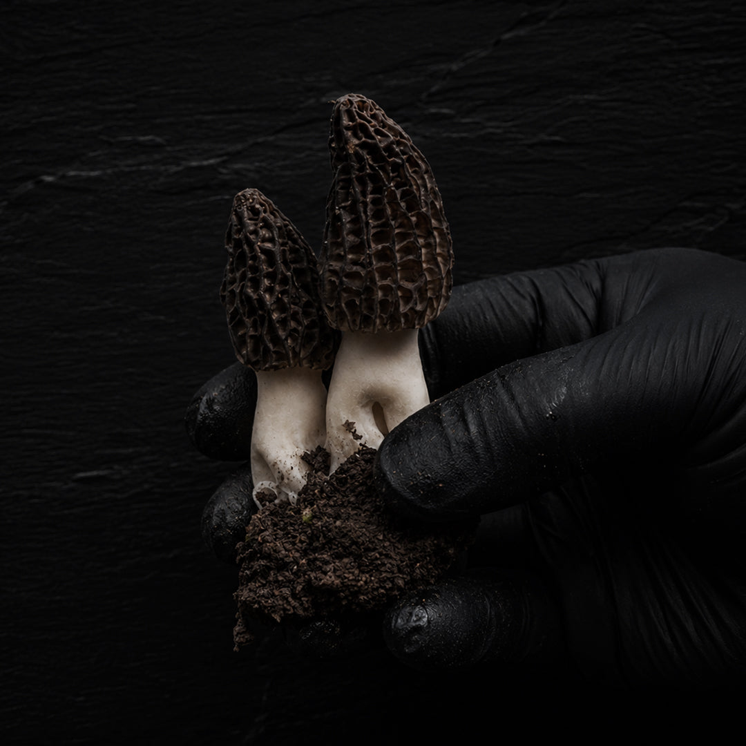 Morel Mushrooms